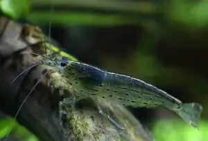 Amano shrimp ~ Caridina multidentata (6 Pack)