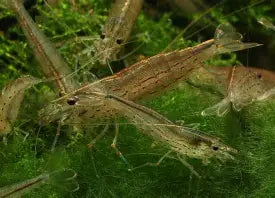 Amano shrimp ~ Caridina multidentata (6 Pack)