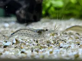 Amano shrimp ~ Caridina multidentata (6 Pack)