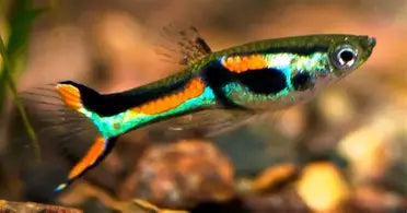 Black bar Endlers ~ Poecilia Wingei (Group 5-6)