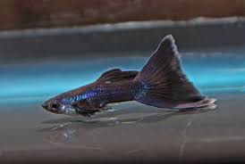 Black Moscow Guppy ~ Poecillia Reticulata (Trio 3 Males)