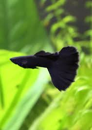 Black Moscow Guppy ~ Poecillia Reticulata (Trio 3 Males)