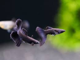 Black Moscow Guppy ~ Poecillia Reticulata (Trio 3 Males)