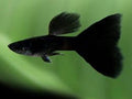 Black Moscow Guppy ~ Poecillia Reticulata (Trio 3 Males)