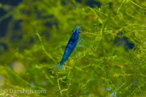 Blue Shrimp ~ Neocardina (6 Pack)