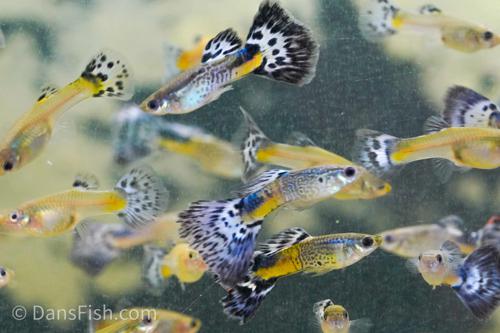 Blue SnakeSkin Guppy Poecilia Reticulata (Trio Males)