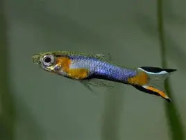 Blue Star Endlers ~ Poecilla Wingei (Male Group 5-6)