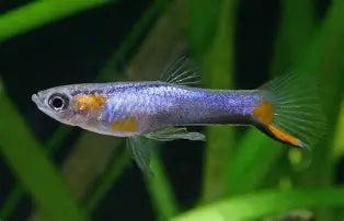 Blue Star Endlers ~ Poecilla Wingei (Male Group 5-6)