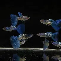 Blue SnakeSkin Guppy Poecilia Reticulata (Trio Males)