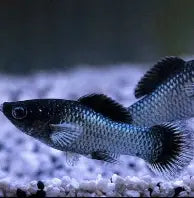 Electric Blue Molly ~ Poecilia Sphenops