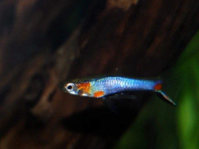 Blue Star Endlers ~ Poecilla Wingei (Male Group 5-6)