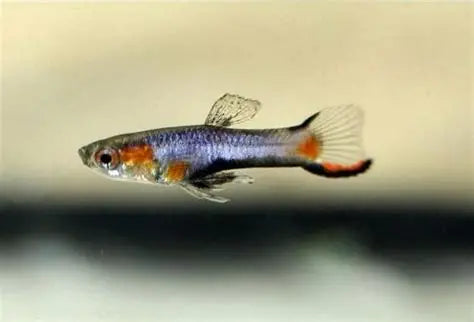 Blue Star Endlers ~ Poecilla Wingei (Male Group 5-6)