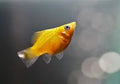Platinum Gold Balloon Molly ~ Poecilia Sphenops