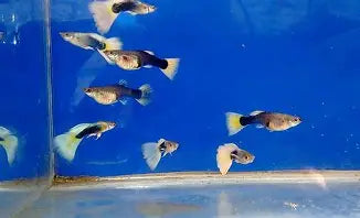 HB Pastel Guppy ~ Poecilia Reticulata (Trio 3 Male)