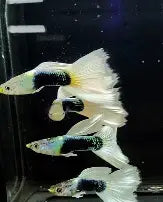 HB Pastel Guppy ~ Poecilia Reticulata (Trio 3 Male)