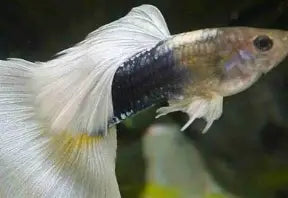 HB Pastel Guppy ~ Poecilia Reticulata (Trio 3 Male)