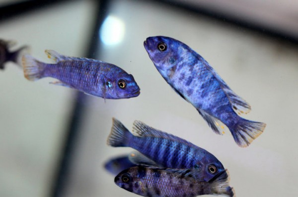 Metriaclima Zebra Masinje
