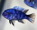 Metriaclima Zebra Masinje