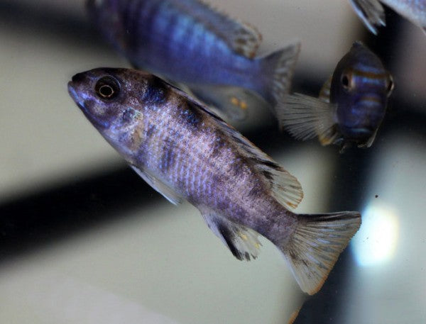 Metriaclima Zebra Masinje
