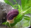 Purple Mystery Snails ~ Pomacea bridgsii
