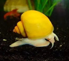 Gold Mystery Snails ~ Pomacea bridgesii