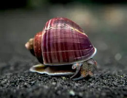 Purple Mystery Snails ~ Pomacea bridgsii