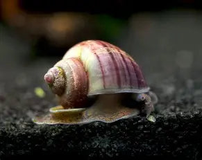 Purple Mystery Snails ~ Pomacea bridgsii
