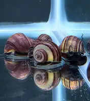 Purple Mystery Snails ~ Pomacea bridgsii