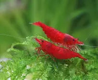 Red Fire Shrimp ~ Neocardina (6 Pack)