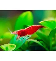 Red Fire Shrimp ~ Neocardina (6 Pack)