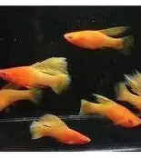 Sunrise Highfin platy ~ Xiphophorus maculatus