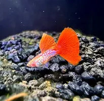 Albino Snakeskin Koi Guppy ~ Poecilia Reticulata (Trio 3 Males)