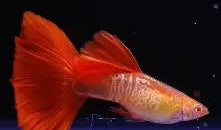 Albino Snakeskin Koi Guppy ~ Poecilia Reticulata (Trio 3 Males)