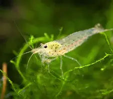 Amano shrimp ~ Caridina multidentata (6 Pack)