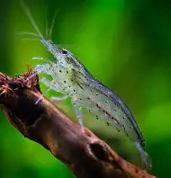 Amano shrimp ~ Caridina multidentata (6 Pack)