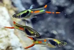 Black bar Endlers ~ Poecilia Wingei (Group 5-6)