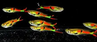 Black bar Endlers ~ Poecilia Wingei (Group 5-6)