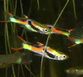 Black bar Endlers ~ Poecilia Wingei (Group 5-6)