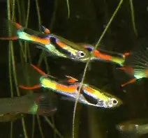 Black bar Endlers ~ Poecilia Wingei (Group 5-6)