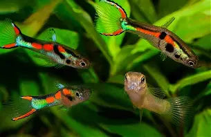 Black bar Endlers ~ Poecilia Wingei (Group 5-6)