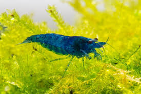 Blue Shrimp ~ Neocardina (6 Pack)