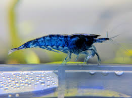 Blue Shrimp ~ Neocardina (6 Pack)