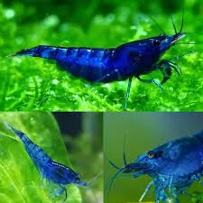 Blue Shrimp ~ Neocardina (6 Pack)