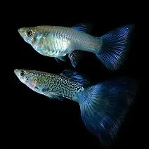 Blue SnakeSkin Guppy Poecilia Reticulata (Trio Males)