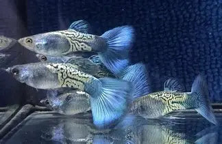 Blue SnakeSkin Guppy Poecilia Reticulata (Trio Males)