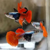Platinum Redtail Dumbo Ear Guppys ~ Poecilia Reticulata (Trio 3 males)