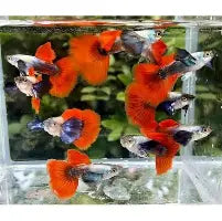 Platinum Redtail Dumbo Ear Guppys ~ Poecilia Reticulata (Trio 3 males)
