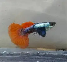 Platinum Redtail Dumbo Ear Guppys ~ Poecilia Reticulata (Trio 3 males)