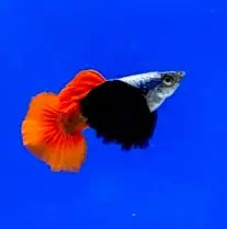Platinum Redtail Dumbo Ear Guppys ~ Poecilia Reticulata (Trio 3 males)