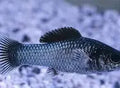 Electric Blue Molly ~ Poecilia Sphenops